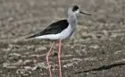 Bird Watching in Aswan 